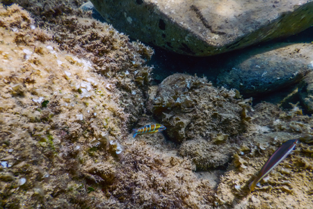 Sea Life Underwater rocks Sunlight, Underwater Life.の写真素材