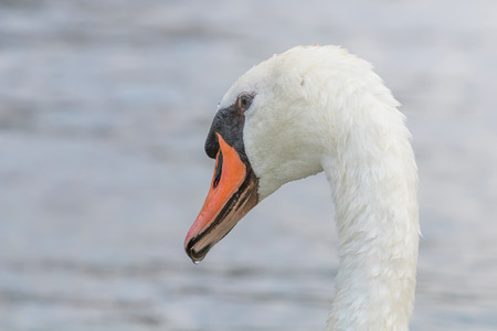Swan Close up, Swan portrait, Cygnusの写真素材