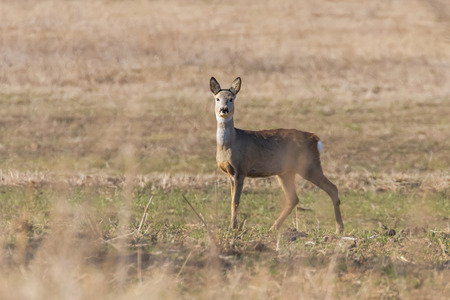 Wild roe deer in a field, spring timeの写真素材