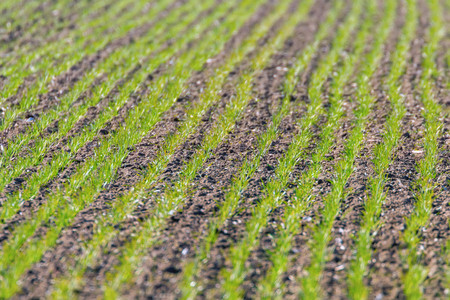 Green fields with young wheat sprouts at sunrise green wheat, spring agricultural sunriseの写真素材