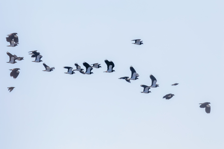 Northern Lapwing flock in flight (Vanellus vanellus) sunsetの写真素材