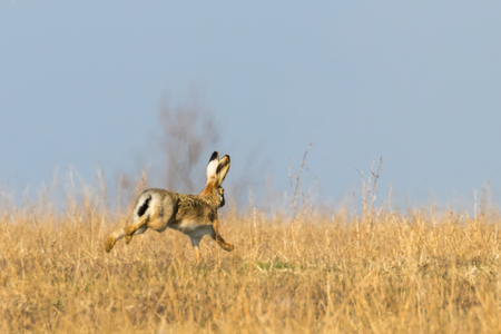 European Brown Hare (Lepus europeaus) running in field spring timeの写真素材