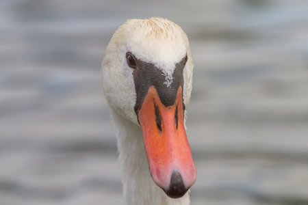 Swan Close up, Swan portrait, Cygnusの写真素材