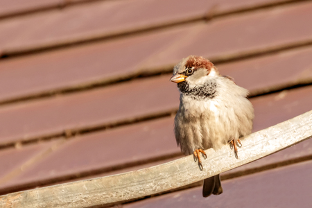 House Sparrow sitting on the roof topの写真素材