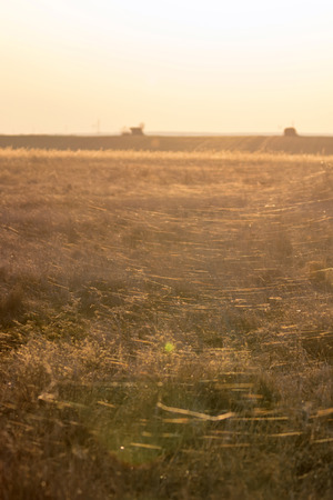 Fields with Spider web on grass, Meadow with spider web, sunriseの写真素材