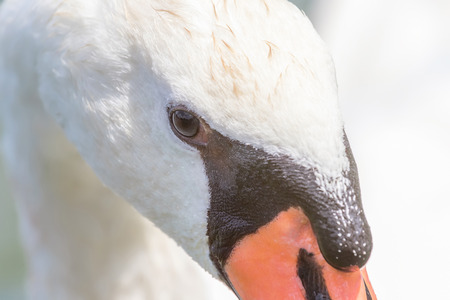 Swan Close up, Swan portrait, Cygnusの写真素材
