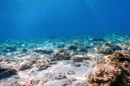 Underwater Scene Sunlight, Underwater Life.の写真素材