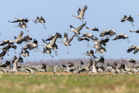 Flock of Common Crane (Grus grus) in a field, migrationの写真素材