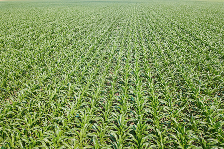 Aerial view of a green corn field. Corn Aerial.の写真素材