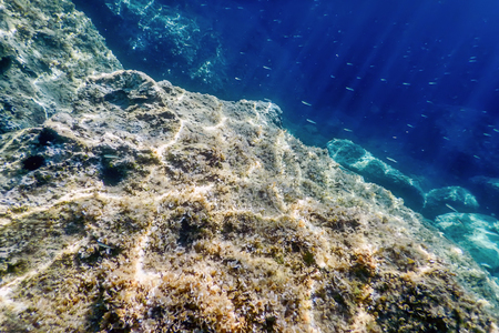 Sea Life Underwater rocks Sunlight, Underwater Life.の写真素材