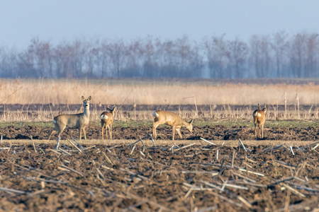 Wild roe deer in a field, spring timeの写真素材