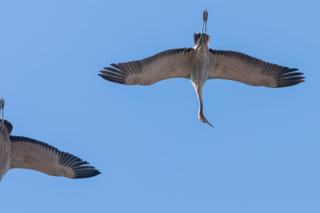 Common Crane in flight blue skies (Grus grus) migrationの写真素材