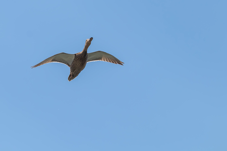 Wild duck Mallard Anas platyrhynchos. Female Duck.の写真素材