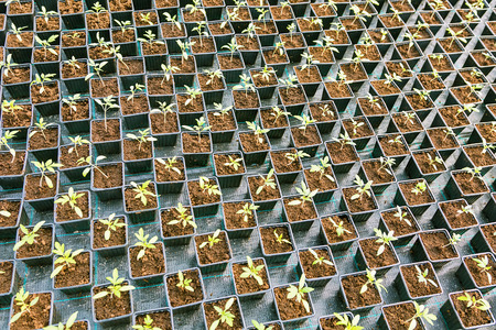Rows of Potted Seedlings in Greenhouseの写真素材