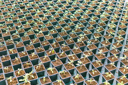 Rows of Potted Seedlings in Greenhouseの写真素材