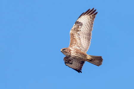 Common Buzzard (Buteo buteo) in flight, back viewの写真素材