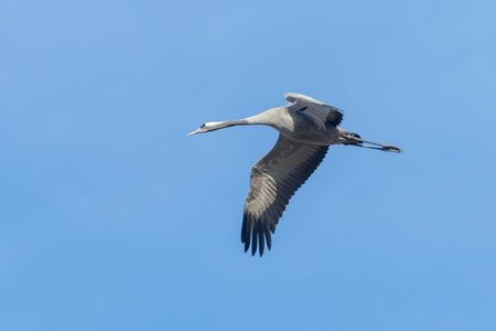 Common Crane in flight blue skies (Grus grus) migrationの写真素材