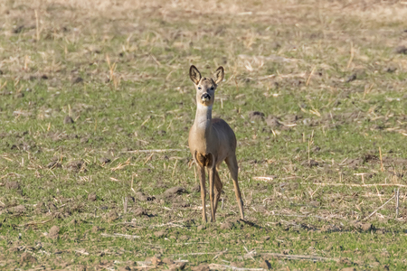 Wild roe deer in a field, spring timeの写真素材