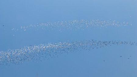 Flying Seagulls, flock of seagulls in flightの写真素材