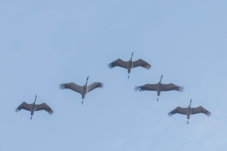 Flying flock of Common Crane (Grus grus) in flight blue skies, migrationの写真素材