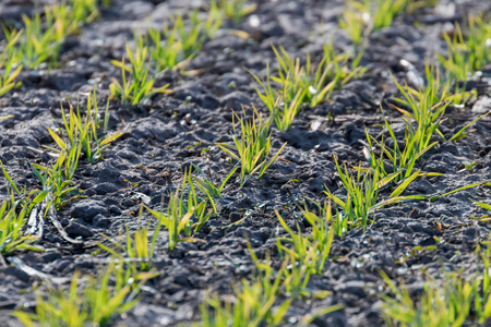 Young wheat seedlings growing in a field, Close up on sprouting wheatの写真素材