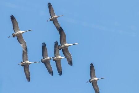 Common Cranes in flight blue skies, (Grus grus) migrationの写真素材