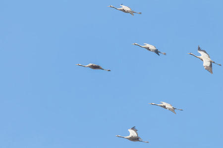 Common Cranes in flight blue skies, (Grus grus) migrationの写真素材