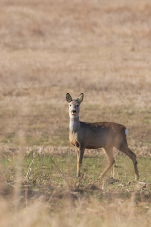 Wild roe deer in a field, spring timeの写真素材