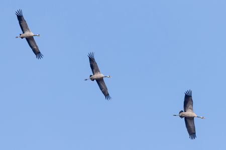 Common Cranes in flight blue skies, (Grus grus) migrationの写真素材