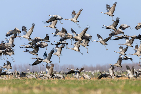 Flock of Common Crane (Grus grus) in a field, migrationの写真素材