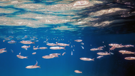Fish School Underwater. Fishes underwater background.の写真素材