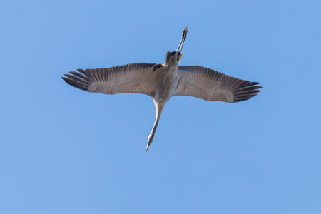 Common Crane in flight blue skies (Grus grus) migrationの写真素材