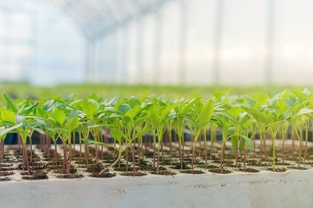 Baby plants growing inside of pots greenhouse nursery.の写真素材