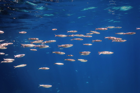 Fish School Underwater. Fishes underwater background.の写真素材