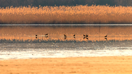 Northern Lapwing, (Vanellus vanellus) on water sunsetの写真素材
