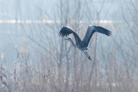 Grey Heron in flight  (Ardea cinerea) morning mistの写真素材