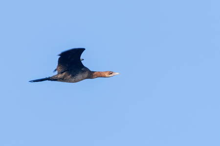 Pygmy cormorant in flight (Microcarbo pygmaeus)の写真素材