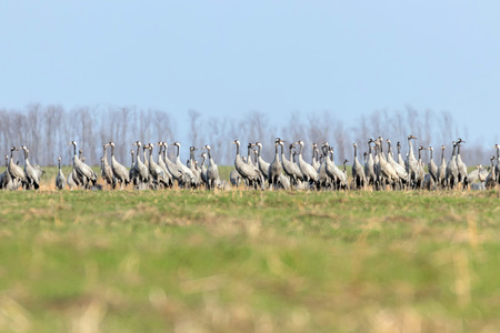 Flock of Common Crane (Grus grus) in a field, migrationの写真素材