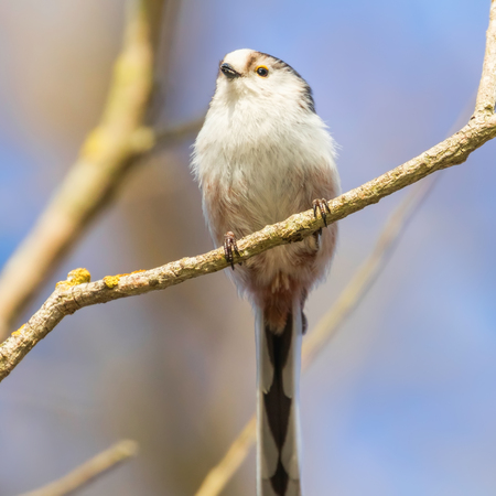 Long-tailed tit on branch (Aegithalos caudatus) Cute little Birdの写真素材