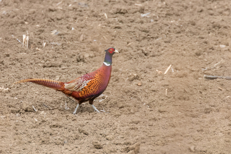 Ring neck Pheasant in field (Phasianus colchicus)の写真素材