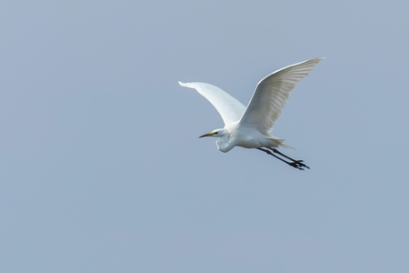 Great Egret Flying (Ardea alba) clear skyの写真素材