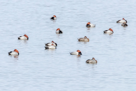 Common Pochard ducks swimming in the lake (Aythya ferina)の写真素材