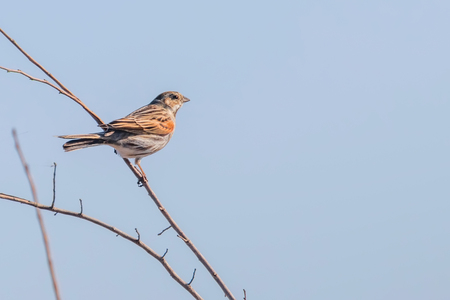 Common reed bunting (Emberiza schoeniclus) sitting on branchの写真素材