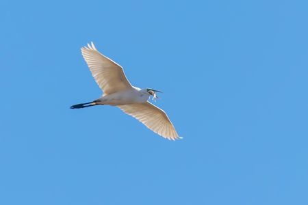 Great Egret Flying with fish in beak, (Ardea alba) Great Egret Flying with catchの写真素材