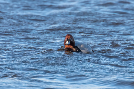 Common Pochard male swimming in the lake (Aythya ferina)の写真素材