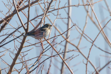 Common reed bunting (Emberiza schoeniclus) sitting on branchの写真素材