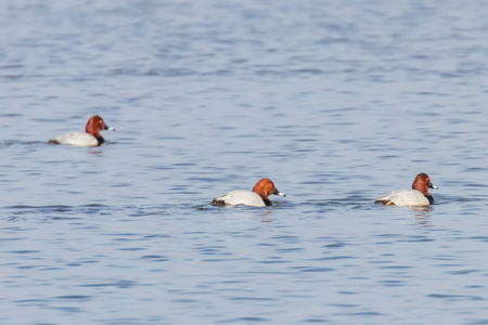 Common Pochard ducks swimming in the lake (Aythya ferina)の写真素材