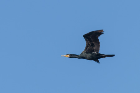 Great Cormorant in flight (Phalacrocorax carbo)の写真素材