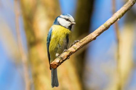 Blue tit on branch, Eurasian blue tit, (Cyanistes caeruleus) Cute little Birdの写真素材