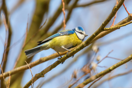 Blue tit on branch, Eurasian blue tit, (Cyanistes caeruleus) Cute little Birdの写真素材